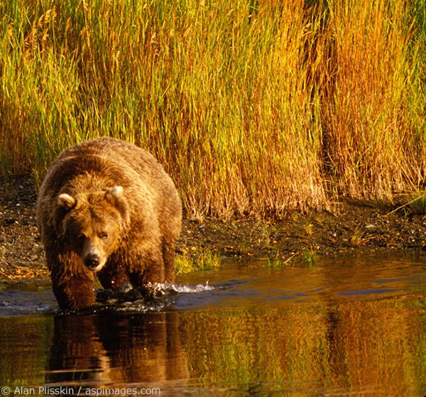 A grizzly bear prowls the shallows for fish on the Katmai Peninsula.