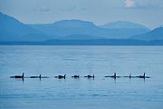 At one point these eight orcas were in a line as they were swimming through Frederick Sound. Fortunately, for the sea lions, there were none around.
