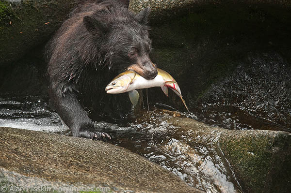 This bear, at Anan Creek, had a sad look on its face as if it was remorseful to have to eat the salmon. We were able to witness many bears eating unbelievable amounts of salmon, but this bear just had a unique look that I was glad to capture.