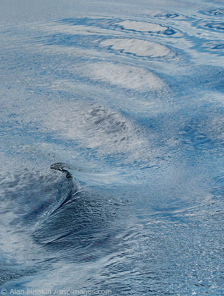 While shooting water abstracts in between wildlife activity, I was able to capture an amazing image that shows the evolution of a small wave on the Frederick Sound to a different pattern.