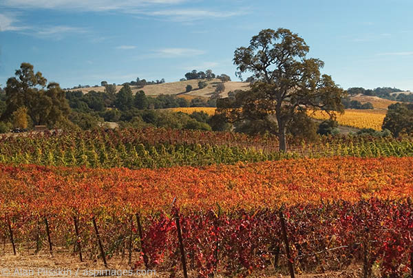 In autumn, the foliage of different wine grape varietals turn different colors in this Amador County vineyard.
