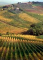 Hillside vineyards in San Gimignano, Italy, turn color in Autumn.