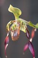 Orchids are amazingly delicate and intricate flowers.