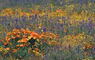 The Carizzo Plain in Central California was covered with poppies.