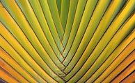 The varigation of color on this travelers palm made for this beautiful pattern.