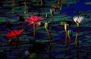 Early morning light highlights these water lilies in Kauai.