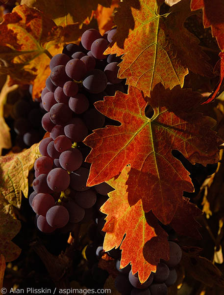 The grapes on this fall vine in Amador County, California were plump and ready to harvest.
