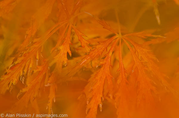 Soft focus of the Liquid Amber leaves as winter approaches.