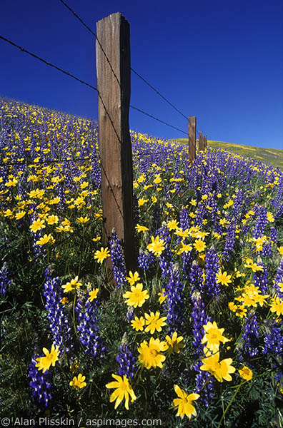 Yellow cups and lupine fill the field along this fence.