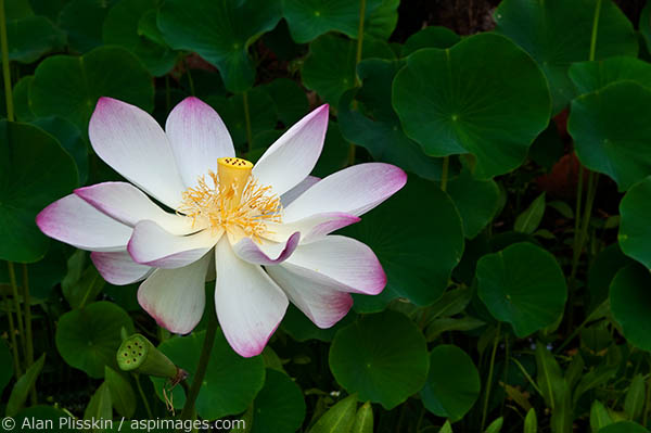 I photographed this Lotus flower at the end of its life cycle.