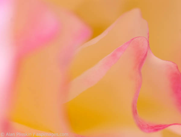 Closeup of pastel rose petals.