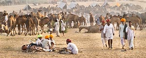 With thousands of people, camels, horses and cows, the Pushkar Camel Festival is an amazing experience.
