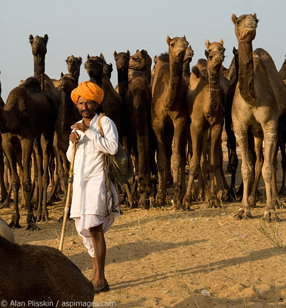 A man with his herd of camels at the Pushkar Camel Festival.