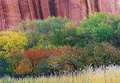 With the vegetation starting to change colors, the sandstone wall in the background added a graphic compliment to this row of bushes and trees in Capital Reef National Park.