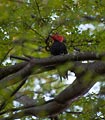 This male Magellanic Woodpecker flirted around the trees along the path to Charrillo del Salto Waterfall.  It remained somewhat elusive but every once in a while he would land where we could get an unobstructed view of him.