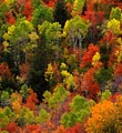 Deciduous trees burst with color in Fall in this central Utah forest.