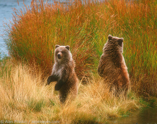 Two juvenille grizzlies were looking for their mother who had gone off fishing.
