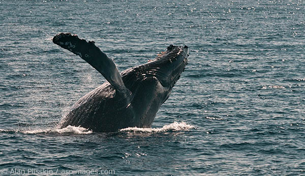 I was focusing on a spot in the water and was shocked when this humpback whale breached into my viewfinder.