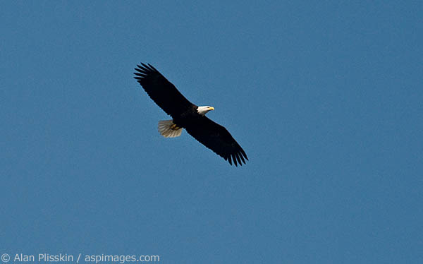 This bald eagle flew overhead in Sitka, Alaska.