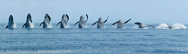 Nine images of single whale breach make up this composite.