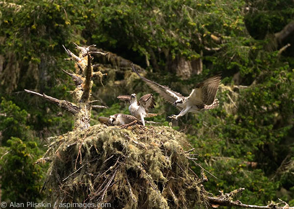 An osprey lands on its nest at Point Reyes National Seashore.