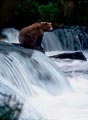 This grizzly was patiently awaiting lunch at this popular waterfall on the Katmai Peninsula.