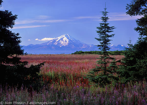 The fireweed was in full bloom with Mt Redoubt in the distance.