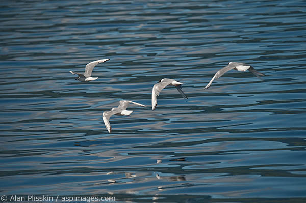 These four gulls were flying by our boat and created a real challenge to capture them and the water in focus.
