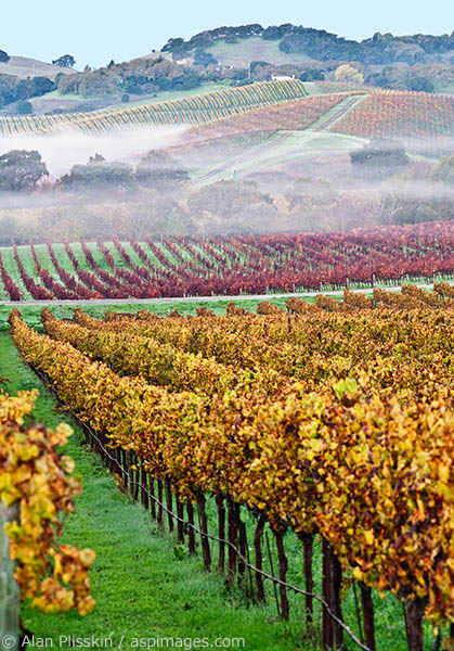 Arriving before dawn in the Carneros Region of Napa County, I was greeted by some intermittent fog.  As the sun came up the fall colors of the vineyards came alive.