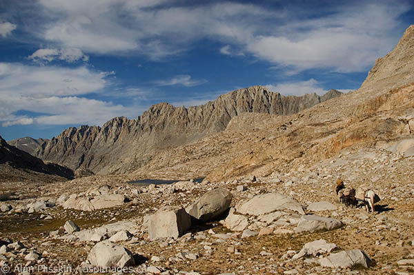 Pack mules carry the load across the rocky terrain above tree level in the Sierra Nevada Mountains.