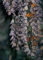 Monarch butterflies rest in large groups during their annual migration near Santa Cruz.