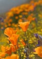 A California Poppy. These bright orange blooms are the California state flower.