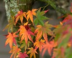 The leaves of this Japanese Maple were in different stages of changing colors.