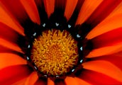 The intriguing pattern of this orange flower caught my eye.