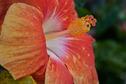 Hibiscus is prolific in Hawaii.