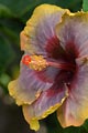 The color of this hibiscus is a rare find in Kauai.