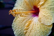 Early morning dew still adorns this yellow hibiscus.