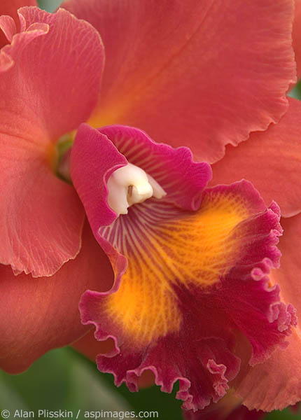 Orange and red orchid in Maui.