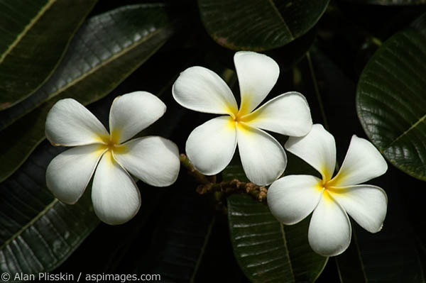 White plumeria is a common sight on the Hawaiian Islands.
