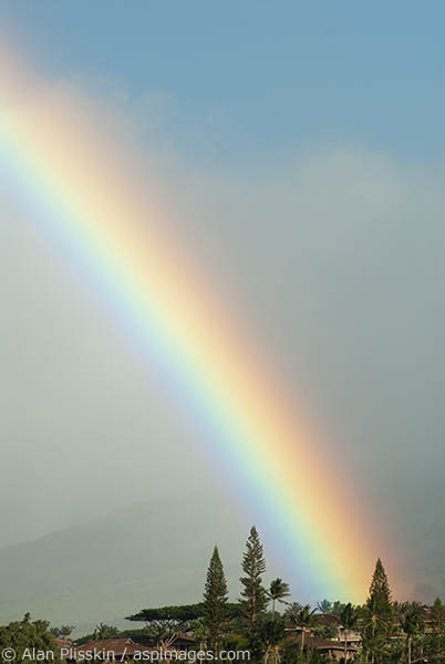 Rainbow over Norfolk Pine trees in Kauai.