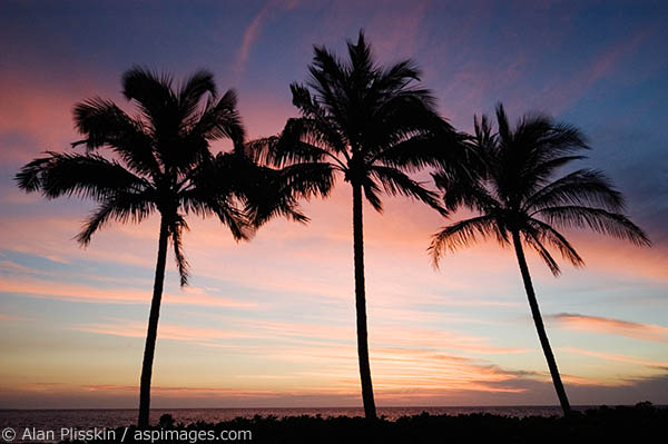 Three palm trees are silhouetted at sunset in Hawaii.