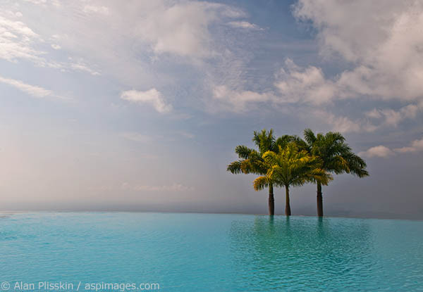 These palm trees were on the edge of an infinity pool in the hills of Hawaii.