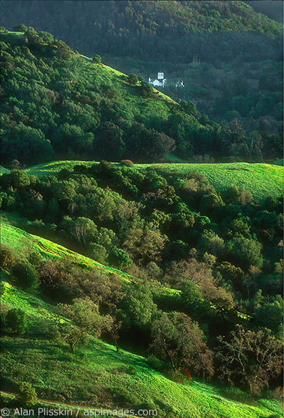 In wet years, Marin County can turn extremely verdant.