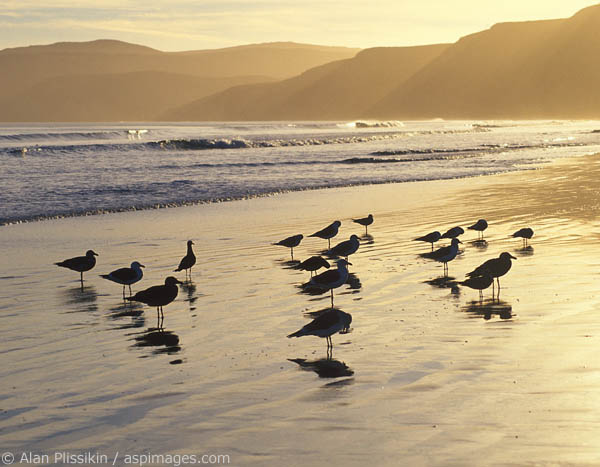 Birds bask in the final light of day at Drakes Beach, Point Reyes National Seashore.