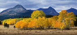On the eastern edge of Glacier National Park the aspen trees were blazing in fall color glory.