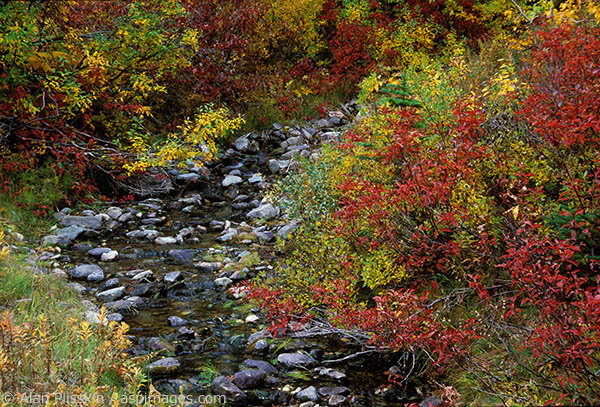 This small creek in eastern Glacier National Park was awash in color when we arrived.
