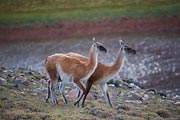 The Guanacos were plentiful in Torres del Paine.  Here a couple of guanacos are being vigilant as they leave a dried up watering hole.