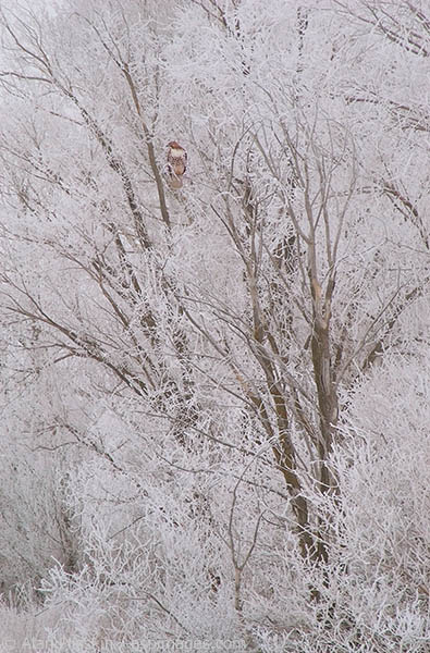 After an overnight ice storm, a hawk perches in a tree waiting for its next meal to run by.