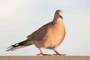 This dove was seemed to glow in late afternoon light on Kauai.