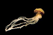 The gracefulness and beauty of this African jellyfish was awe-inspiring as it glided effortlessly through the water.